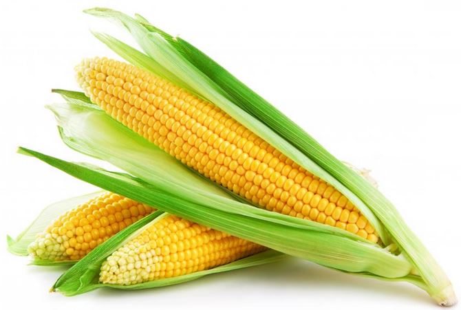 kukurydza-po-modyfikacjami