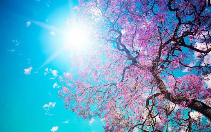 Spring-Blossom-Sunshine