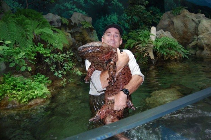 giant-salamander-2