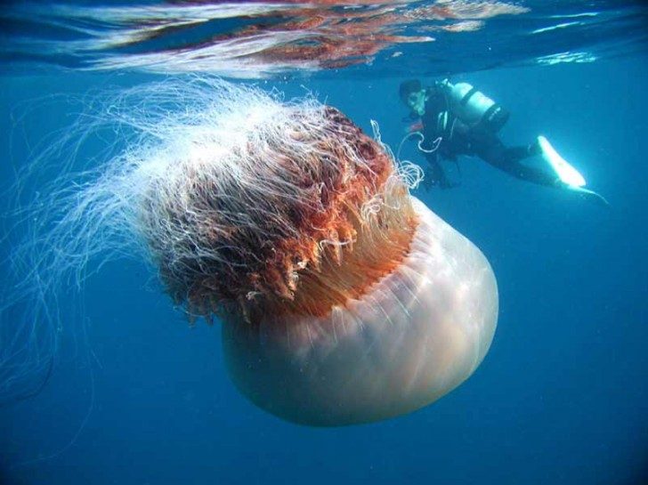 nomura-jellyfish-2