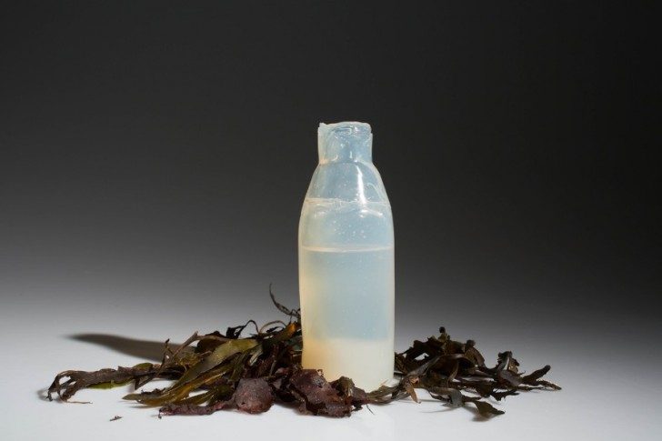 Algae-Water-Bottle-889x592
