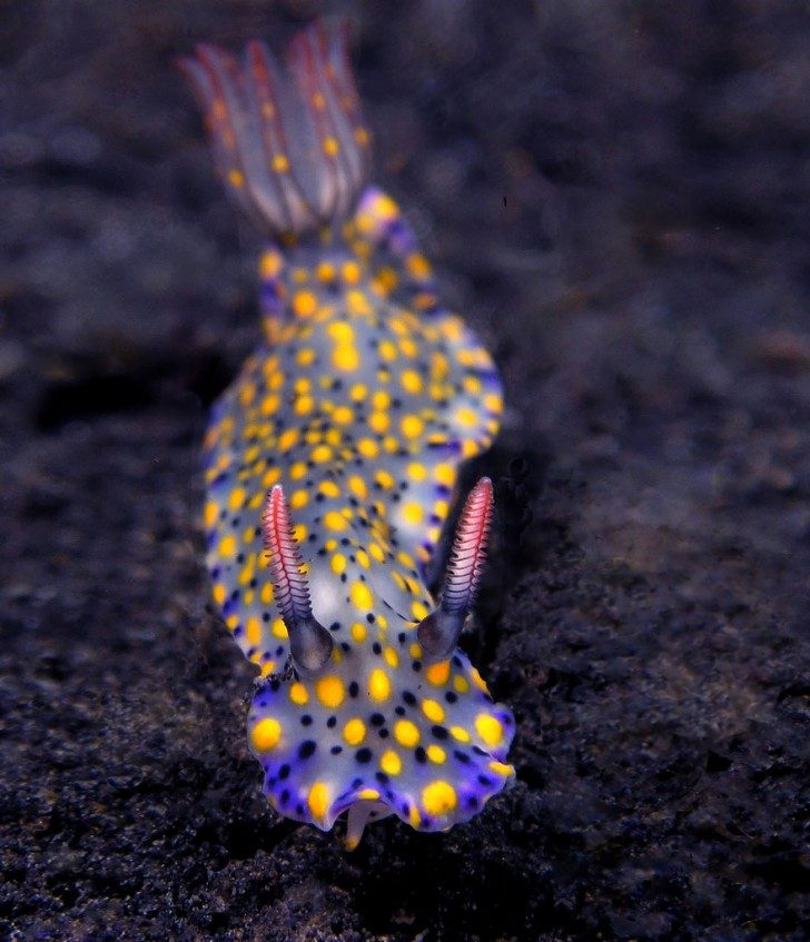 this-are-not-an-alien-creatures-just-a-weird-sea-slugs-26178