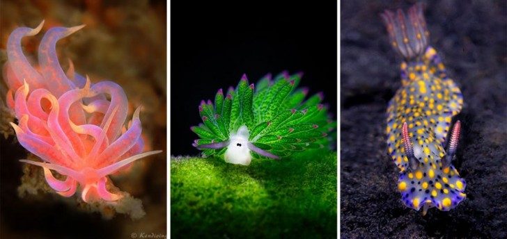 this-are-not-an-alien-creatures-just-a-weird-sea-slugs-36950-960x454