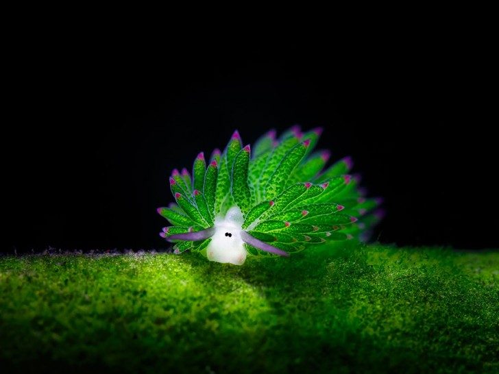 this-are-not-an-alien-creatures-just-a-weird-sea-slugs-48126