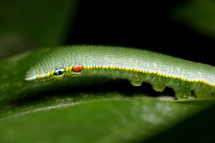 Caterpillar of Hebomoia glaucippe formosana-2