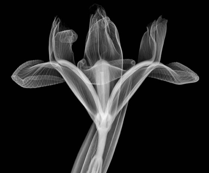 X-Ray-photography-by-Nick-Veasey-8