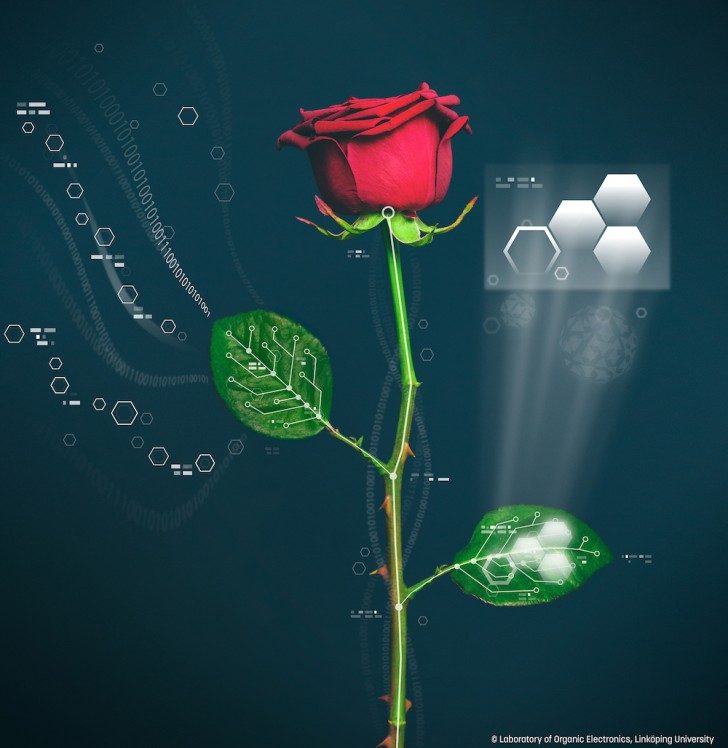 Ta ilustracja pokazuje układ naczyniowy w roślinie róży. Linköping University