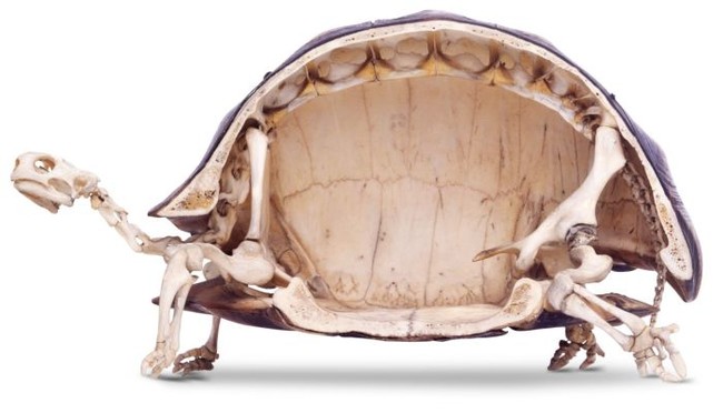 Szkielet żółwia lądowego (przekrój)