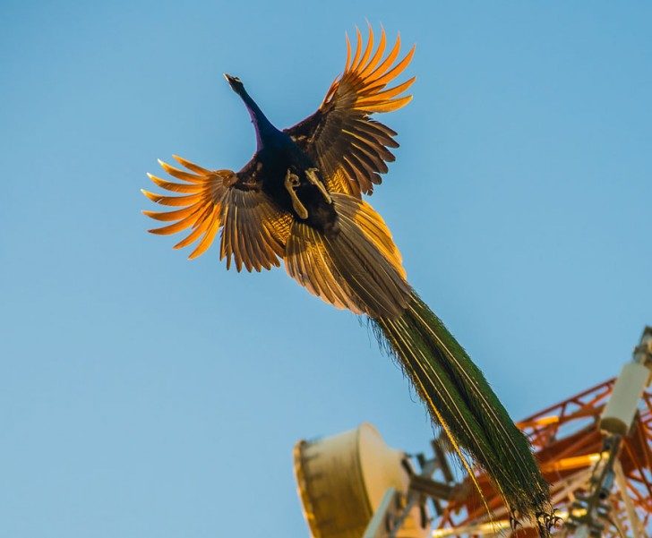 stunning-photos-of-peacocks-in-mid-flight-38998