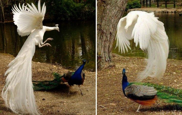 stunning-photos-of-peacocks-in-mid-flight-39767