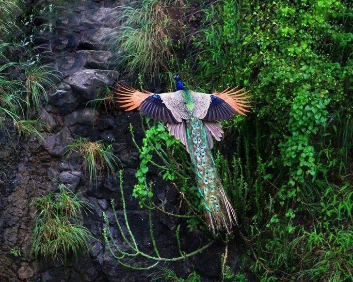 stunning-photos-of-peacocks-in-mid-flight-72318