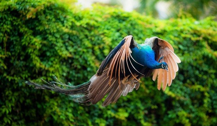 stunning-photos-of-peacocks-in-mid-flight-86113
