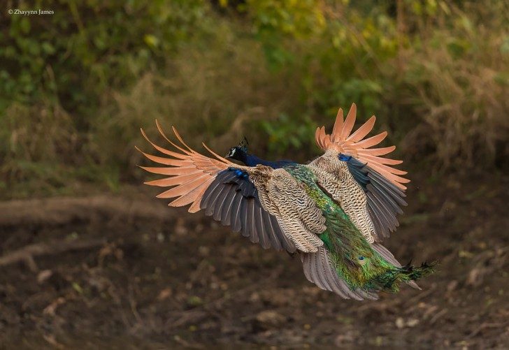 stunning-photos-of-peacocks-in-mid-flight-96274