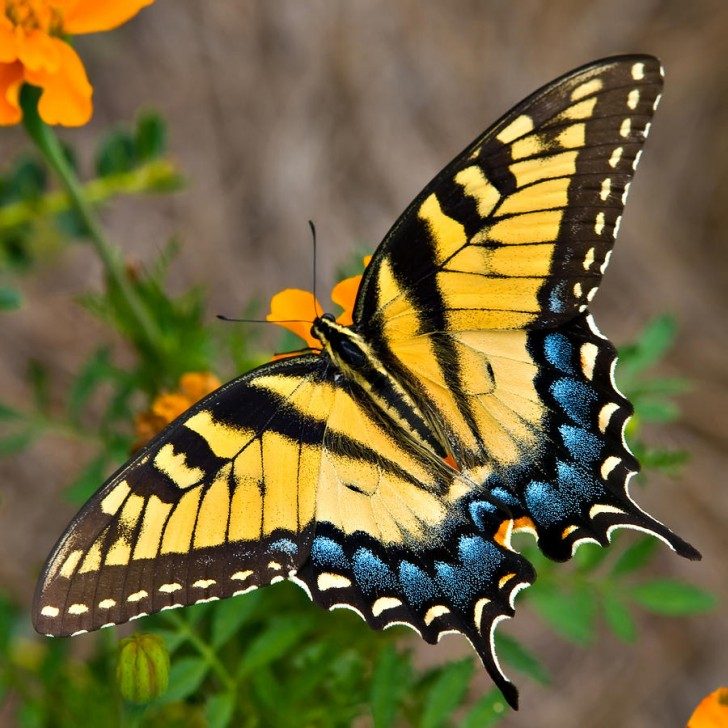 tiger-swallowtail-butterfly-tom-hirtreiter