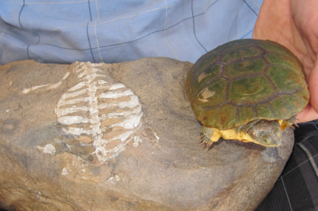 Szerokie żebra Eunotosaurus Afrykańskiego (po lewej) ewoluowały zagnieżdżenie ale później rozwinęły się skorupy żółwia nowoczesnej