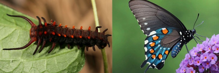 before-and-after-transformations-of-moths-and-butterflies-46295