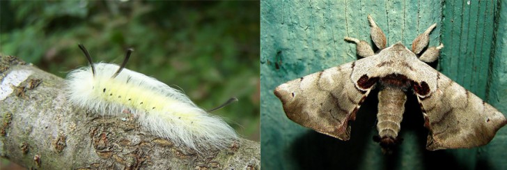 before-and-after-transformations-of-moths-and-butterflies-49385