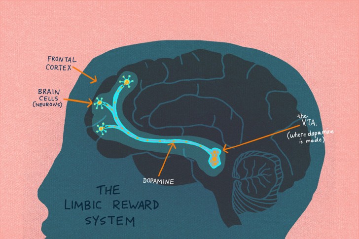 Układ nagrody w mózgu człowieka. Źródło: NPR