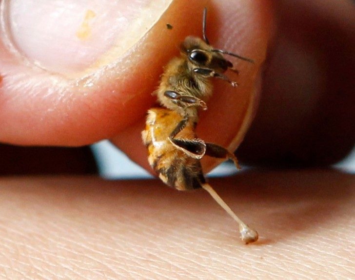 terapia pszczelim jadem