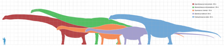 porównanie wielkości największych zauropodów i człowieka. Źródło wikipedia
