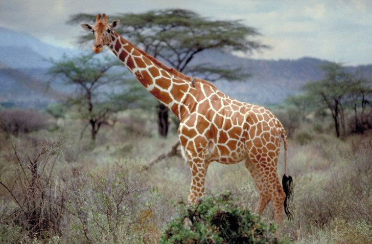 somali_or_reticulated_giraffe__600