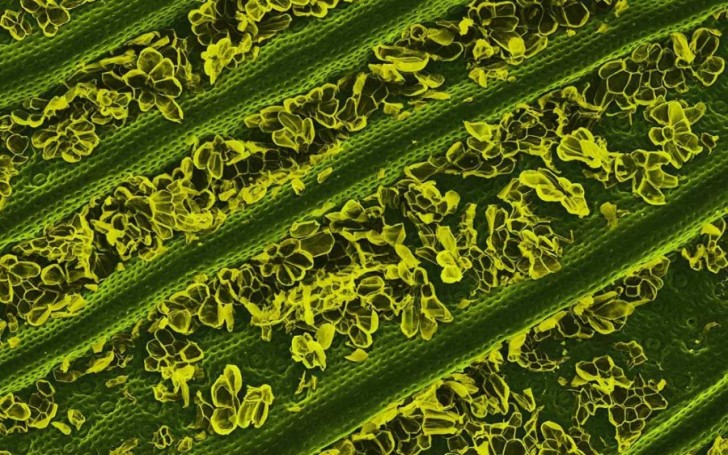 food-under-the-microscope-looks-amazing-50114