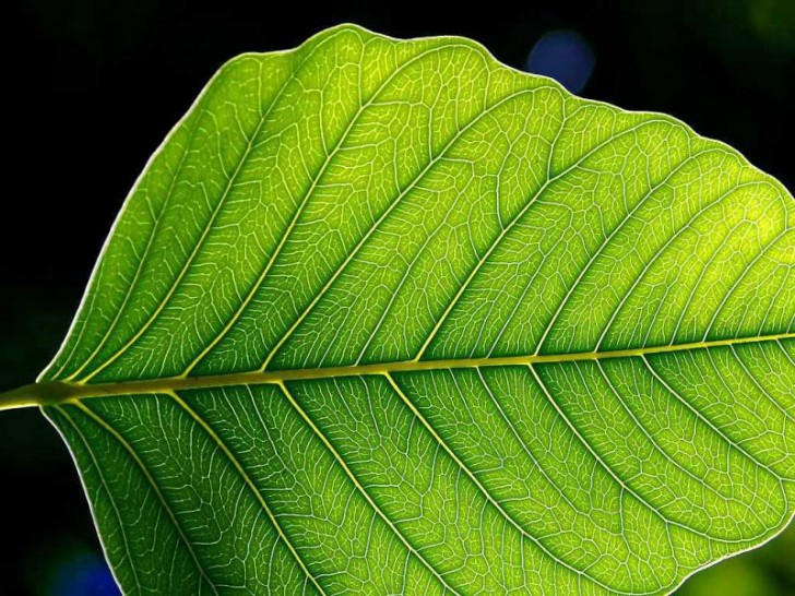 leaf-1-web_800x600