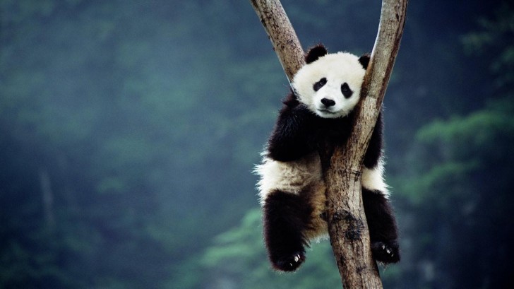 panda-cubs-bing-images
