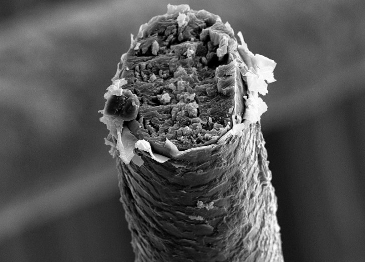 under-microscope-human-hair