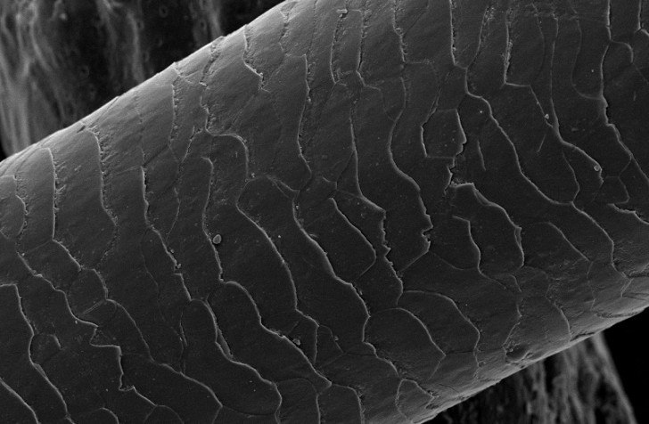 under-microscope-strand-of-hair