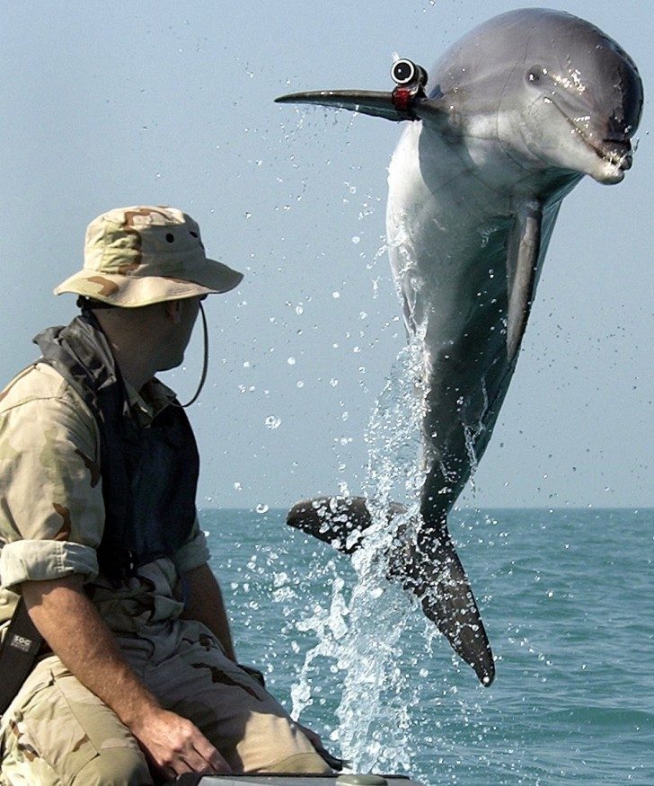 bottlenose-dolphin-military-persian-gulf-2003