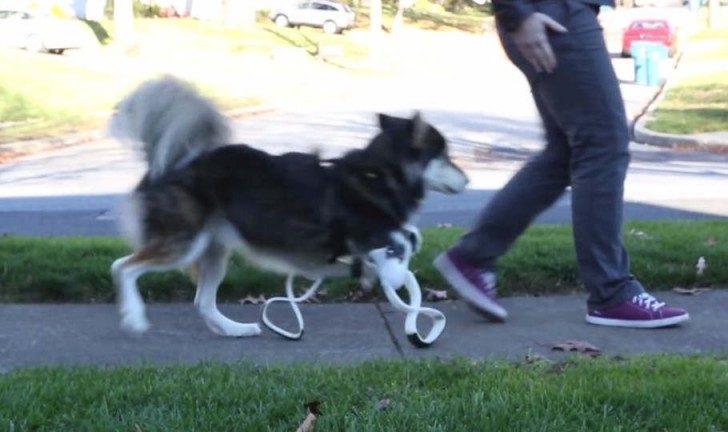 derby-the-dog-gets-new-3d-printed-legs-1