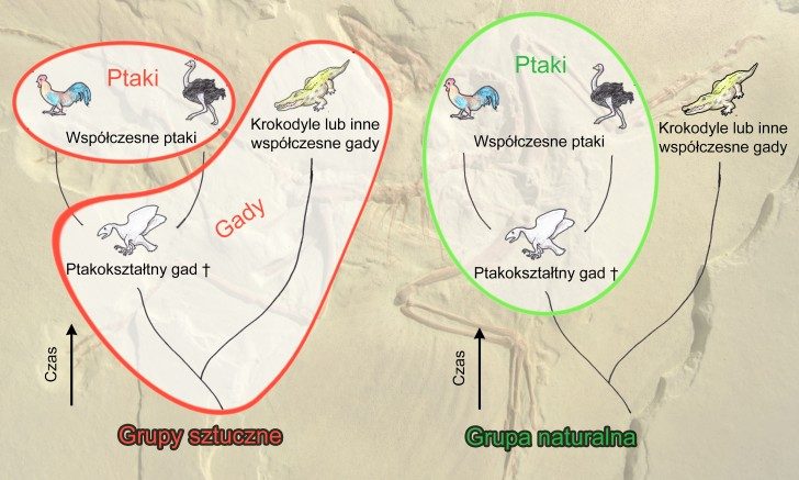 Schemat przedstawiający podejście współczesnej systematyki do tworzenia taksonów. Po lewej stronie przykład dwóch sztucznych grup: współczesne ptaki (tutaj kura oraz struś), połączone jako jedna gromada bez włączania do niej ich wspólnego przodka w postaci wymarłego gada ptakokształtnego. Drugą sztuczną gromadę stanowią gady reprezentowane przez krokodyla połączonego w jedną grupę z wymarłym przodkiem ptaków, ale bez dołączenia do niej współczesnych ptaków. Po prawej stronie przykład grupy naturalnej — współczesne ptaki w jednym taksonie razem z ich wspólnym przodkiem. 