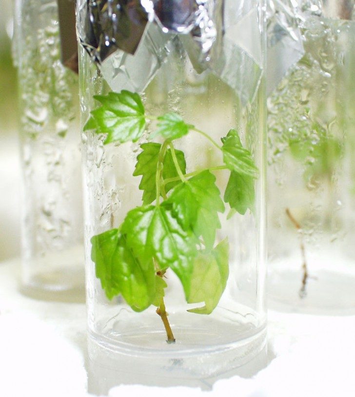 Szczepka winogrona hodowana w szklanym pojemniku w odpowiednich warunkach laboratoryjnych. 