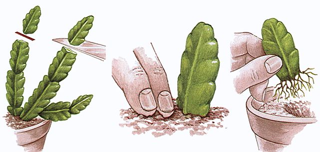 Rysunek przedstawiający sadzonkowanie rośliny w trzech krokach. W pierwszym odcina się górny fragment jej pędu, a następnie wkłada na niewielką głębokość do gleby od strony powierzchni ciętej. W ostatnim kroku wycięty fragment rośliny, wypuszcza nowe korzenie.