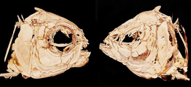 Zdjęcie przedstawia porównanie budowy na przekroju czaszki Lustrzenia z populacji powierzchniowej i ślepej. Czaszka tej pierwszej wygląda jak u większości ryb z dobrze wykształconymi oczodołami i półokrągłym pyskiem. Czaszka ryb z populacji ślepej jest mocno zdeformowana, spłaszczona grzbietobrzusznie, pysk o kształcie trójkątnym, a oczodoły zapadnięte.