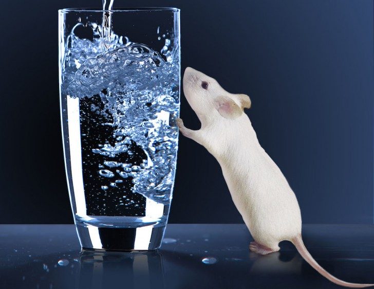 Zdjęcie szklanki wody oraz stojącej przy niej myszy. Tak naprawdę to photoshop.