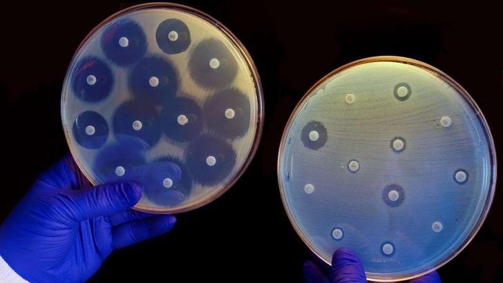 Zdjęcie przedstawia dwie szalki Petriego, na których rozwijają się kolonie bakterii widoczne jako niewielka szara błonka na powierzchni całego naczynia. W kilku miejscach wyłożono malutkie krążki wycięte z bibuły, które wcześniej nasączono odpowiednim antybiotykiem - każdy krążek innym lekiem. Na lewej szalce wyraźnie brakuje bakteryjnej błonki wokół bibułek (puste koła, w których centrum znajduje się bibułka). Na prawej szalce sytuacja jest odwrotna, bakterie rozwijają się nawet w pobliżu bibułek.