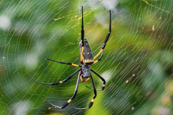 Na zdjęciu widoczny pająk z rodzaju Nephila, przesiadujący na swojej pajęczynie. Nitki, z których zbudowana jest sieć mają żółty kolor. Pająk jest natomiast czarny z żółtymi elementami. Ogólnym wyglądem przypomina nieco naszego rodzimego pająka krzyżaka, z tą różnicą, że jest smuklejszy i mniej owłosiony.