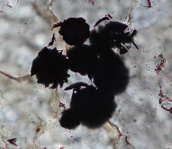 Zdjęcie mikroskopowe przedstawia czarne grudki grafitu znajdujacego się w osadach skalnych.