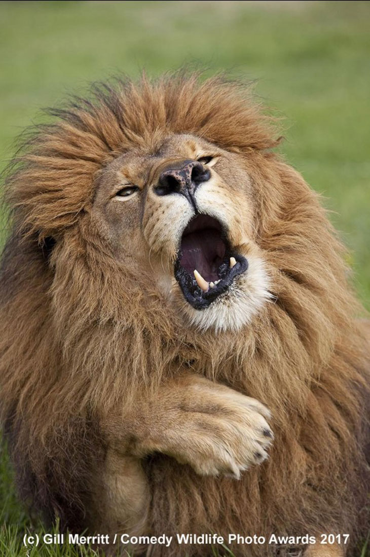 Śpiewający lew