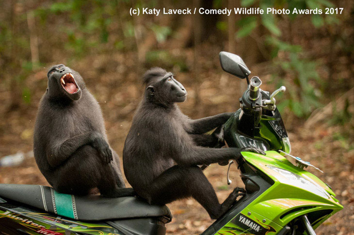 Zmotoryzowane małpy