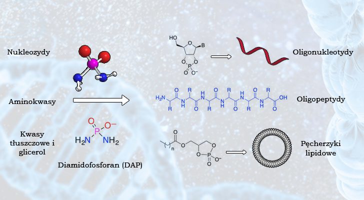 Obrazek przedstawia schemat trzech reakcji chemicznych. Z nukleozydów powstają oligonukleotydy, z aminokwasów oligopeptydy, a z kwasów tłuszczowych i glicerolu pęcherzyki lipidowe. W każdej uczestniczy DAP w roli enzymu. 