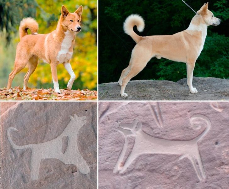 Zdjęcie porównuje psy przedstawione na naskalnych petroglifach z obecnie żyjącymi psami rasy kananejskiej. Podobieństwo jest silnie widoczne - w obu przypadkach identycznie zawinięty ogon i spiczaste uszy.