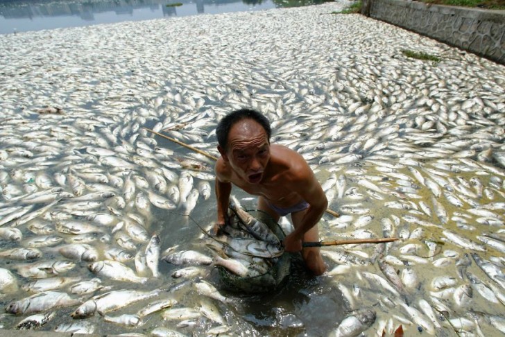 Robotnik oczyszcza jezioro Wuhan z martwych ryb. Chiny Centralne, prowincja Hubei.
