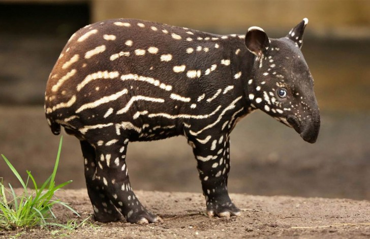 Tapir malajski