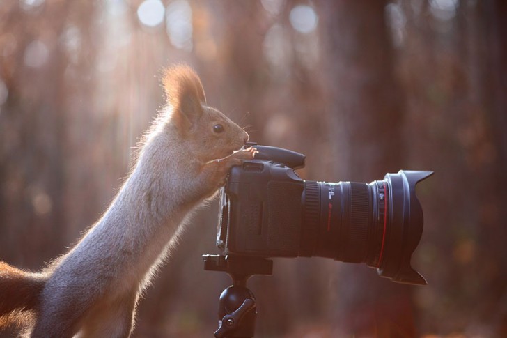 squirrel-photography-russia-vadim-trunov-12