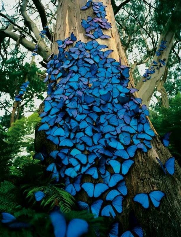 Motyle udające kwiaty