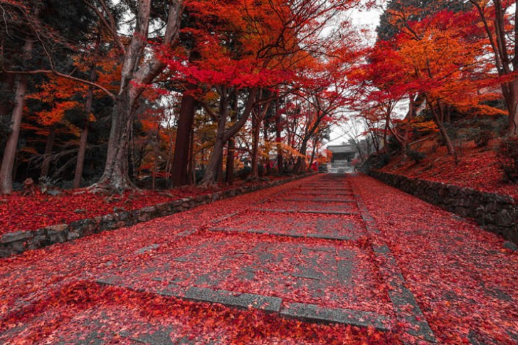 Kyoto, Japonia
