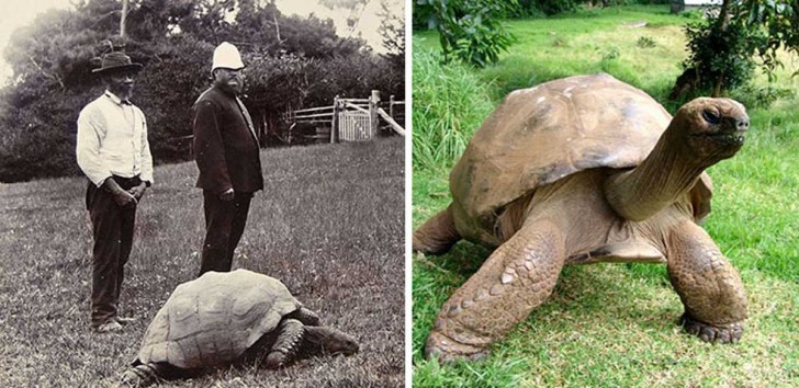 Żółw Jonathan w 1902 roku i obecnie. Ma 182 lata i jest prawdopodobnie najstarszym obecnie żyjącym zwierzęciem na ziemi.